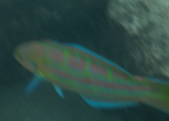 Thalassoma trilobatum