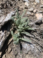 Cirsium arizonicum arizonicum