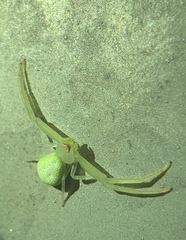 Misumessus oblongus