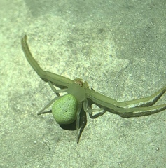 Misumessus oblongus