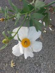 Romneya coulteri