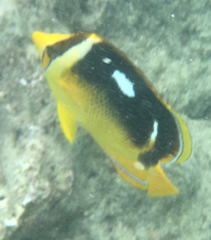 Chaetodon quadrimaculatus