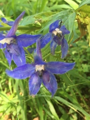 Delphinium trolliifolium
