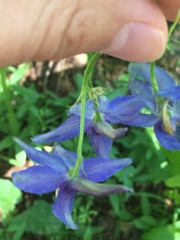 Delphinium trolliifolium