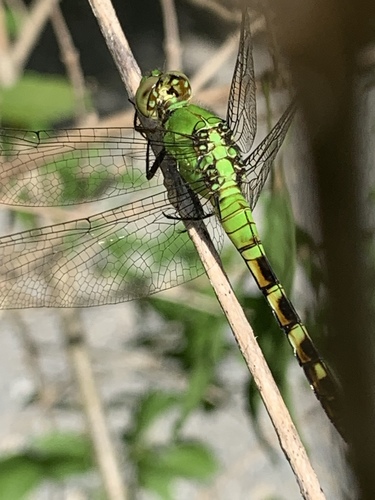 Eastern Pondhawk photographed in New York
