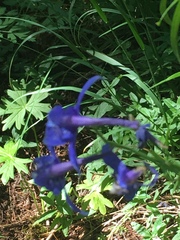 Delphinium trolliifolium