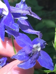 Delphinium trolliifolium