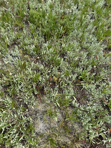 Image of Castilleja cryptantha by no rights reserved