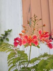 Caesalpinia pulcherrima