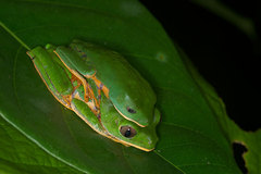 Callimedusa tomopterna