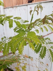 Caesalpinia pulcherrima