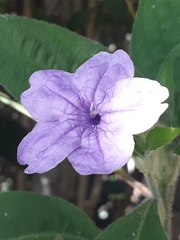 Ruellia jussieuoides
