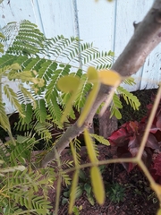 Caesalpinia pulcherrima