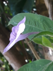 Ruellia jussieuoides