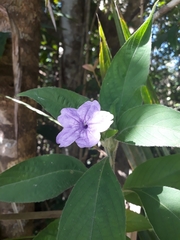 Ruellia jussieuoides