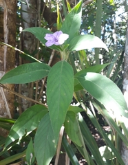 Ruellia jussieuoides
