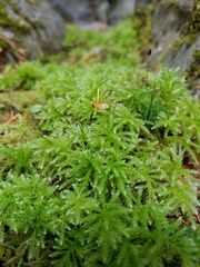 Leucolepis