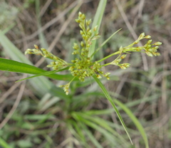 Scirpus pendulus