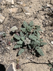 Cymopterus aboriginum