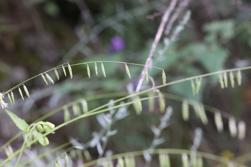 Image of Melica porteri by no rights reserved