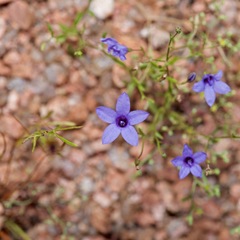 Campanula reverchonii