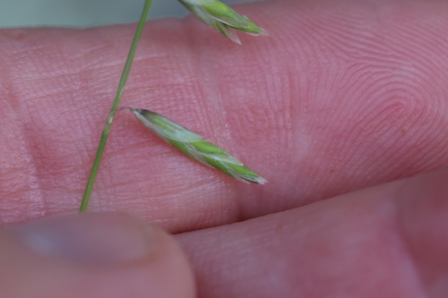 Image of Melica porteri by no rights reserved