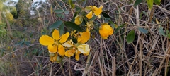 Senna splendida