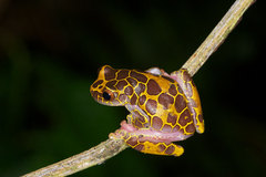Dendropsophus leucophyllatus