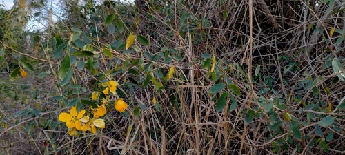 Senna splendida, photograph 1
