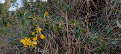 Senna splendida, photograph (c) Carlos Otávio Gussoni, some rights reserved (CC BY)