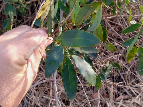 Senna splendida, photograph 3