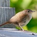House Wren - Photo (c) Bird Explorers, some rights reserved (CC BY-NC), uploaded by Bird Explorers