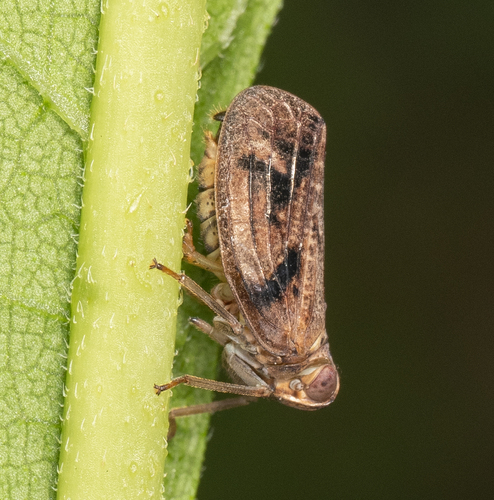 Thionia bullata photo 5