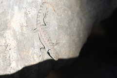 Sceloporus merriami merriami