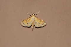 Niphograpta albiguttalis