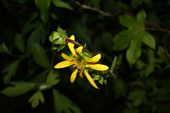 Silphium gracile