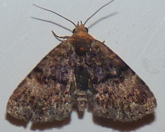 Metalectra richardsi