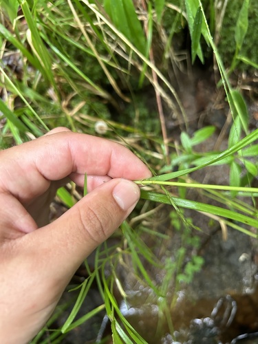 Image of Glyceria melicaria by (c) Henrique Pacheco, some rights reserved (CC BY)
