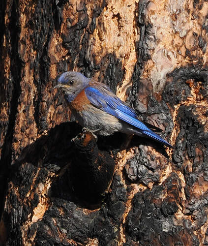 Western Bluebird photographed in Arizona