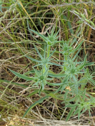 Image of Eryngium jepsonii by (c) Ken-ichi Ueda, some rights reserved (CC BY)