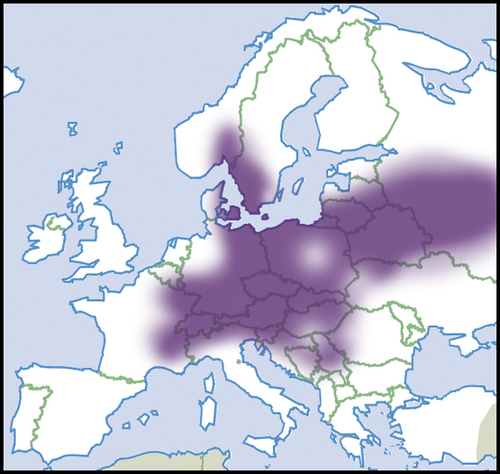 Macrogastra ventricosa