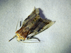 Xylena curvimacula
