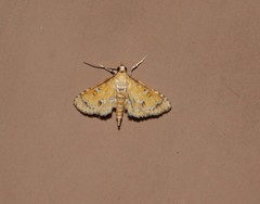 Niphograpta albiguttalis