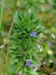 Pogogyne serpylloides