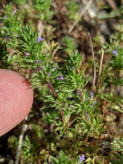 Pogogyne serpylloides