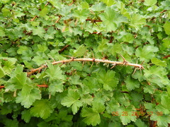 Ribes oxyacanthoides