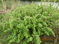 Ribes oxyacanthoides