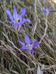 Brodiaea elegans