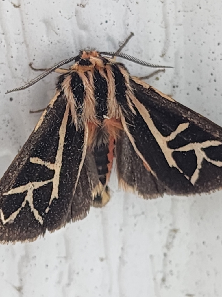 Williams' Tiger Moth