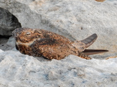 Chordeiles gundlachii